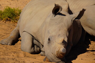 A striking wildlife photograph of three rhinoceroses standing together in a dry, open landscape. An adult rhino is accompanied by a smaller young rhino, while another adult stands nearby. Behind them, © Roberto