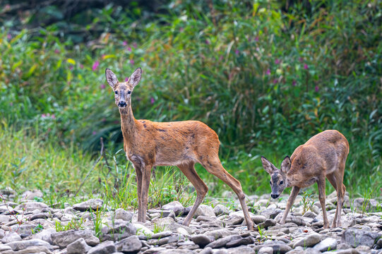 European roe deer doe with a fawn standing on a rocky riverbank in Bieszczady Mountains, Poland