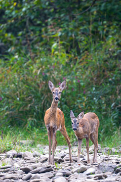 European roe deer doe with a fawn standing on a rocky riverbank in Bieszczady Mountains, Poland