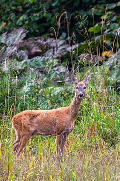European roe deer doe walking through tall grass and vegetation in Bieszczady Mountains, Poland