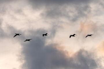 Obraz premium Group of The great cormorant (Phalacrocorax carbo), known as the black shag in New Zealand, great black cormorant or black cormorant. In flight at sunrise. Gelderland in the Netherlands. 