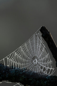 Spider web covered in morning dew drops stretched between tree branches