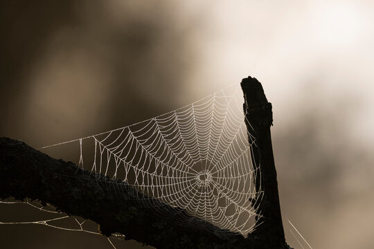Spider web covered in morning dew drops stretched between tree branches