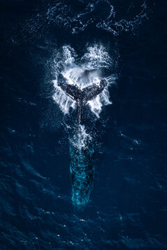Aerial view of a humpback whale tail breaching the deep blue ocean surface, creating a splash of white foam in Manly, New South Wales, Australia.