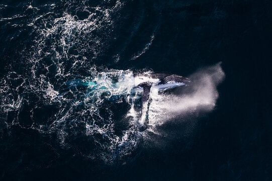 Aerial view of a humpback whale breaching the surface of the deep blue ocean, creating white foam and spray off the coast of Manly, New South Wales, Australia.