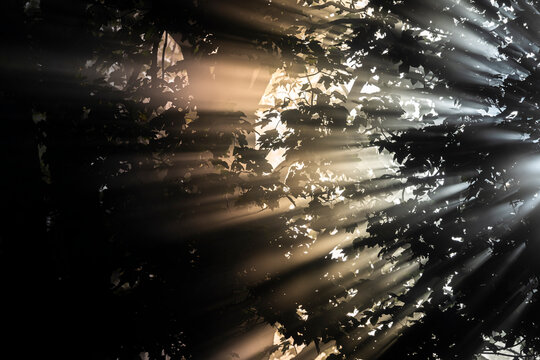 Bright sunbeams breaking through dark tree leaves in misty forest