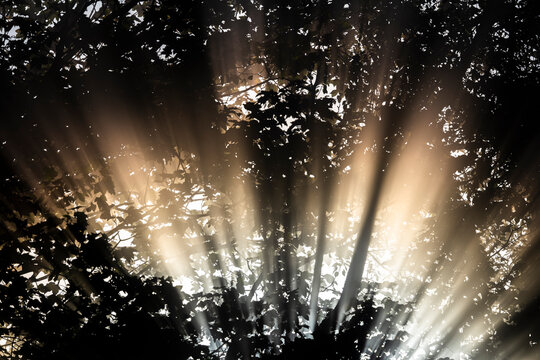 Bright sunbeams breaking through dark tree leaves in misty forest