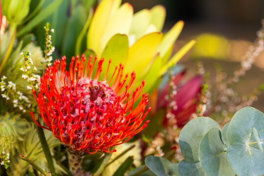 Pincushion protea flower detail in floral bouquet
