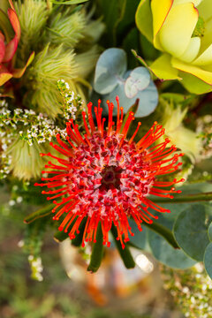 Pincushion protea flower detail in floral bouquet