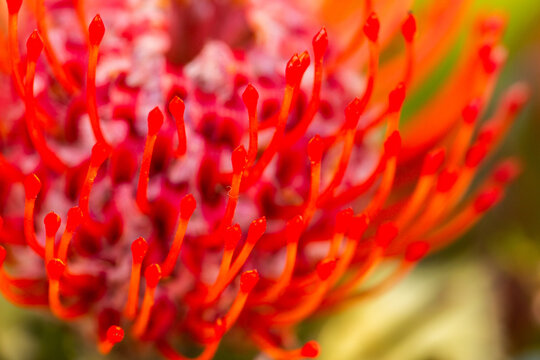 Pincushion protea flower detail in floral bouquet