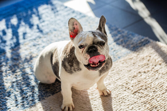 portrait of pet French Bulldog dog sitting on mat indoors in warm sunshine