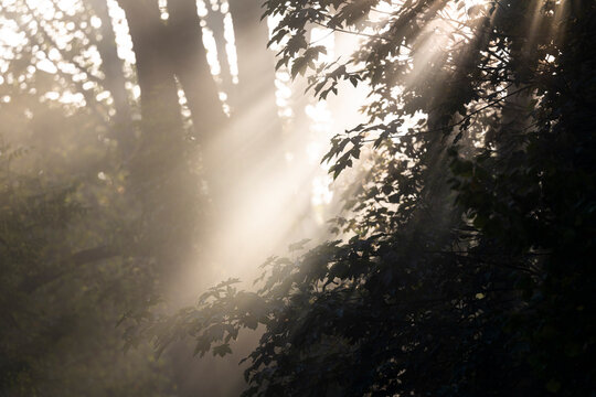 Sunlight breaking through tree branches and fog in a misty forest