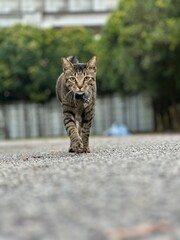 cat on the street © taffpixture