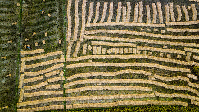 Aerial view of harvested jute stalks laid out in neat rows to dry in the fields of Gopalganj, Dhaka Division, Bangladesh.