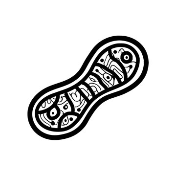 Detailed illustration of a mitochondrion cell organelle with internal membrane folds