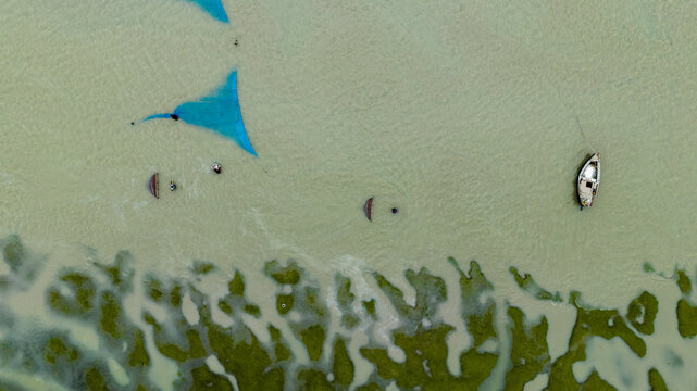Aerial view of fishermen using blue nets in the shallow waters near a small boat, with green marshy land visible in Patharghata, Barisal Division, Bangladesh.