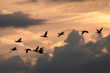 Obraz premium Group Greylag Goose (Anser anser) in flight at sunrise. Gelderland in the Netherlands. 