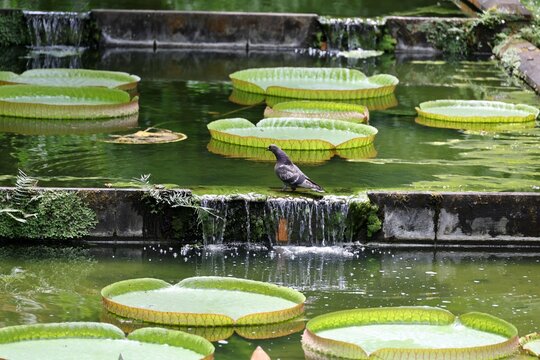Victoria water lily in a pond at Terra Nostra Park in Furnas town, Sao Miguel, Azores, Portugal 