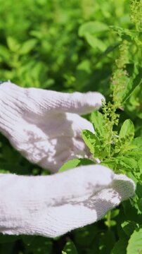 Close-up of a farmer wearing working gloves checking and touching fresh green holy basil plants in an organic farm. Agricultural care and organic vegetable cultivation concept. Vertical Shot