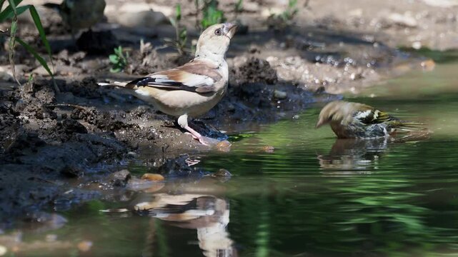 Hawfinch (Coccothraustes coccothraustes) and three Chaffinches (Fringilla coelebs) drinking and bathing in a forest stream in summer