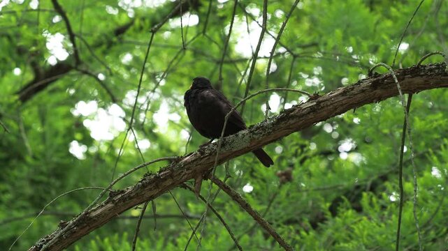 Male Blackbird (Turdus merula) singing on a branch in a city park