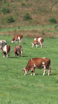 Cattle herd grazing freely with cowbells in the Carpathian Mountains in late summer