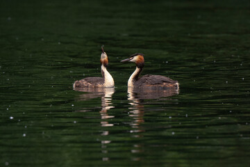 Grèbe huppé, © JAG IMAGES