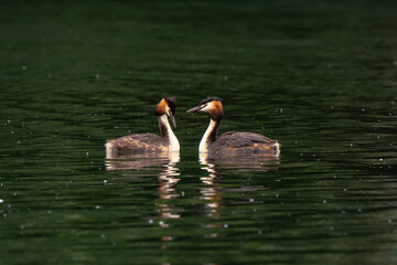 Grèbe huppé, © JAG IMAGES