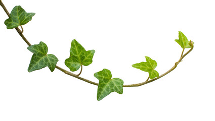 Green ivy vine with lobed leaves, isolated on transparent background © png space