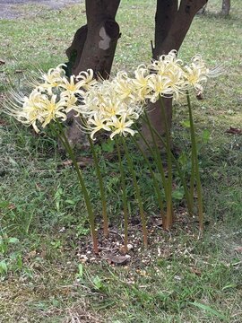 Pale white spider lilies blooming on tall stems beneath tree trunks