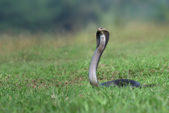 Naja sputatrix defensive positionon on the green grass, Javanese cobra snake closeup in a defensive position