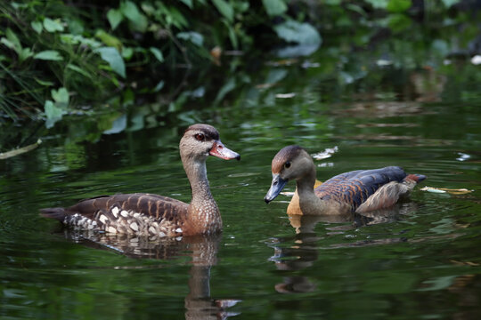 Brazilian Teal (Amazonetta brasiliensis) swimming on calm pod with reflection, Close-up of Brazilian Teal Duck swimming in peaceful wetland
