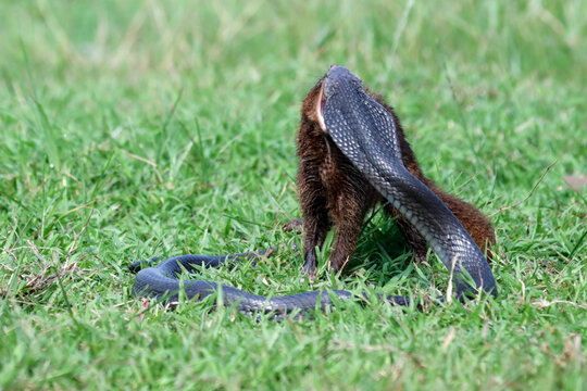 Javan Mongoose or Small asian mongoose (Herpestes javanicus) fighting with Javan spitting cobra (Naja sputatrix) on the green grass