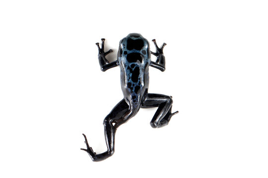 Top view a blue poison dart frog froglet isolated on white background