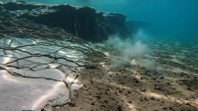 Fine mangrove roots extend from an underwater bank across pale sand while a soft sediment plume drifts through blue green shallows, revealing erosion patterns and delicate moving shade at low tide