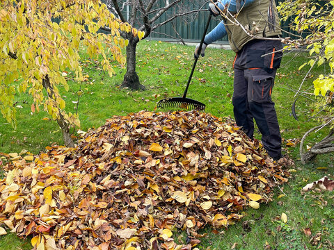 Person Raking Large Pile of Autumn Leaves