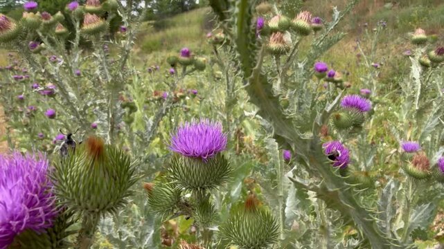 Weevil on a spiny thistle bud next to purple blooms, camera pulls back to reveal a wild thistle meadow on a summer hillside