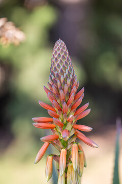 Striking red aloe flower tall spike blooming green garden dreamy soft bokeh warm summer sunlight. Peaceful nature botanical macro detail. Exotic vivid floral fresh natural wellbeing scene