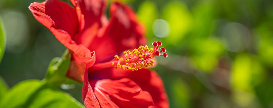 Bold red hibiscus flower blooming lush green tropical garden dreamy natural bokeh soft warm summer sunlight. Peaceful nature botanical macro detail. Exotic vivid floral fresh closeup wellbeing scene