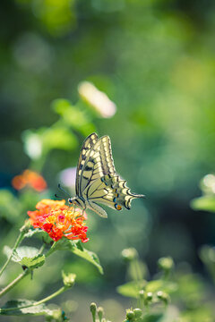 Beautiful summer nature butterfly vibrant green foliage wildflowers dreamy garden bokeh soft natural sunlight. Peaceful wildlife macro detail. Blooming botanical floral fresh closeup wellbeing