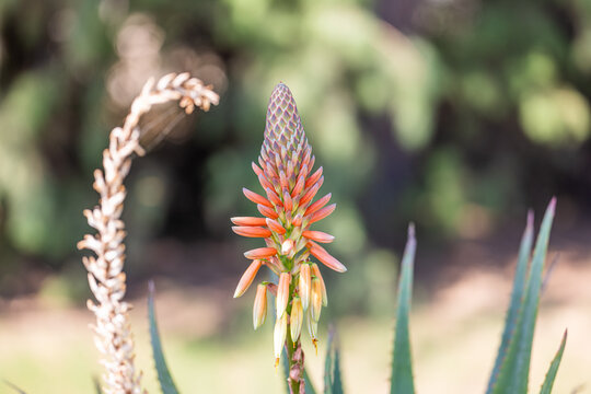 Vibrant red aloe flower spike blooming lush green garden dreamy natural bokeh soft summer sunlight vertical. Peaceful nature botanical macro detail. Exotic vivid floral fresh closeup wellbeing scene