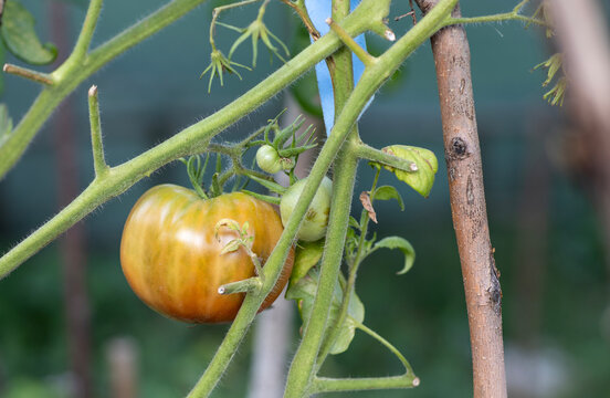 Fresh Heirloom Tomatoes Growing on Vine with Natural Blossom End Scarring and Catfacing