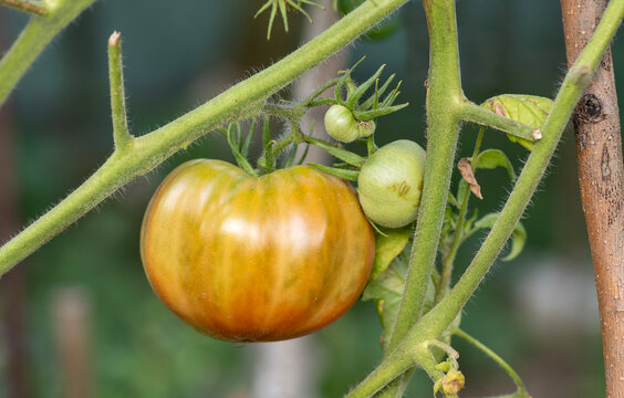 Fresh Heirloom Tomatoes Growing on Vine with Natural Blossom End Scarring and Catfacing