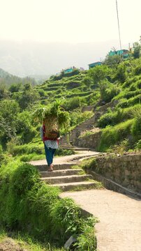 Woman carrying fodder basket on stone stairs in Gopeshwar Chamoli Uttarakhand rural landscape