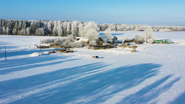 Aerial view of a snowy rural farmstead with frost-covered trees and cows grazing in a field under a clear blue sky in Latvia.