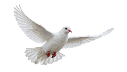 Fototapeta premium White dove with spread wings flying, isolated on transparent background