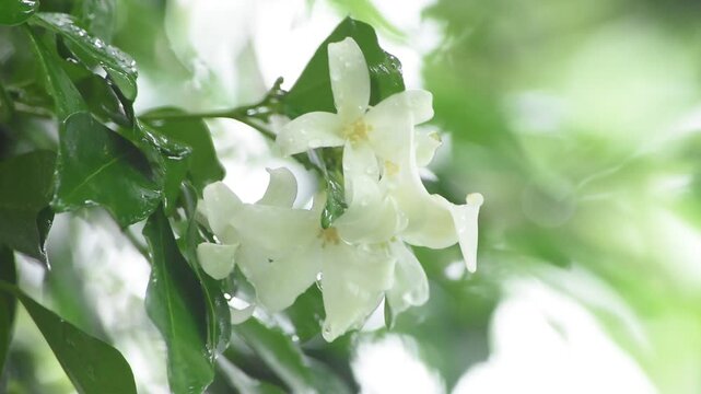 orange jasmine tropical flower scented at night falling from rain falling and wind blew in garden