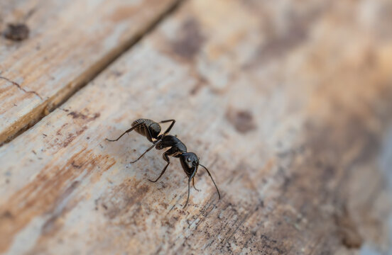 Macro shot of a black carpenter ant (Camponotus) crawling on a textured wooden surface