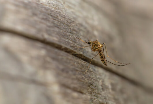 Macro shot of a common mosquito (Culicidae) sitting on a weathered wooden surface