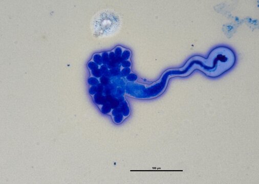 soil microorganisms under a microscope including amoeba, flagellates, nematodes, fungi, bacteria